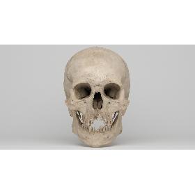 Real Human Skull 3D Scan 02